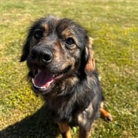Tomtom wünscht sich viele Leckerlies, Hund zur Adoption