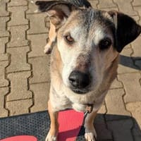 Rudi sucht Partner fürs Leben!, Hund zur Adoption