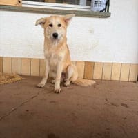 PESCA (Weibchen, 20.10.2025, Italien), Hündin zur Adoption