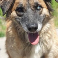 BARRO (Rüde, 01.01.2014, Italien), Hund zur Adoption