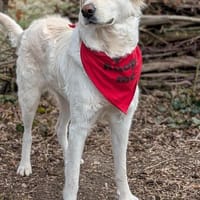 SOFIA (Weibchen, 14.12.2023, Italien), Hündin zur Adoption