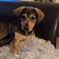 Süße Pela sucht liebevolles Zuhause, Hündin zur Adoption