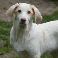 Felz wünscht sich eine eigene Familie, Hund zur Adoption