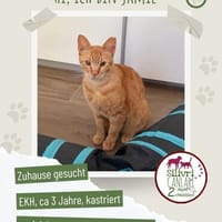 Jamie sucht ein Zuhause, Kater zur Adoption