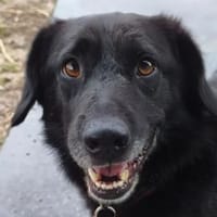 MICHEL-zuckersüßer,lieberMischlings-Rüde, Hund zur Adoption