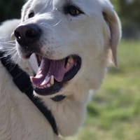 GRETA (Weibchen, 10.04.2021, Italien), Hündin zur Adoption