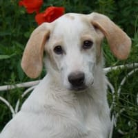 Fuego möchte zu Ihnen gehören, Hund zur Adoption