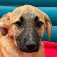 HAGRID-hübscher,aufgeweckter Welpen-Rüde, Hund zur Adoption