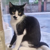 Für-Immer-Zuhause für Aramis gesucht, Kater zur Adoption