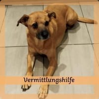 Ausgelassene MENA sucht Zuhause, Hündin zur Adoption