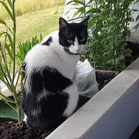Tusa  liebevolle Katze sucht Zuhause, Katze zur Adoption