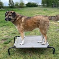 Rey - Königin sucht Hofstaat, Hündin zur Adoption