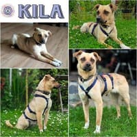 KILA -menschenbezogen & verträglich-, Hündin zur Adoption
