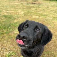 Spaßvogel mit sechs Buchstaben? Blacky!, Hund zur Adoption