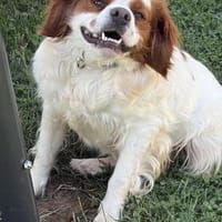 Freundliche Rosalia, Hündin zur Adoption