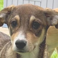 HAZEL-wunderschöne,verspielte W.-Hündin, Hündin zur Adoption