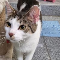 Für-Immer-Zuhause für Portos gesucht, Kater zur Adoption