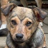 FLO-hübscher, bezaubernder Jung-Rüde, Hund zur Adoption