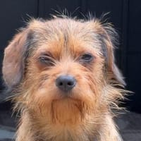 ANTONELLA-zuckersüße Jung-Hündin, Hündin zur Adoption