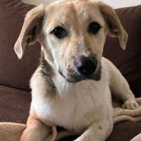 Elara traumhafte Hündin, Hündin zur Adoption