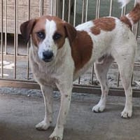 Sanya sucht sein Für-immer-Zuhause, Hund zur Adoption
