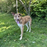 Mateo, Hund zur Adoption