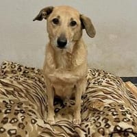 Lucky sucht seinen Menschen, Hund zur Adoption