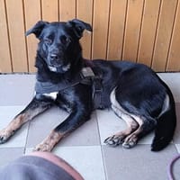 Cora sucht Lebensaufgabe auf einem Hof, Hündin zur Adoption