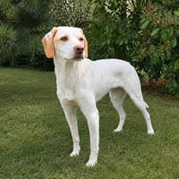 Giannini sucht ein Zuhause, Hund zur Adoption