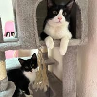 Orion & Luna Dreamteam sucht  Zuhause, Kater zur Adoption