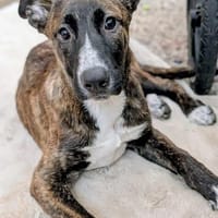 DAFNE 💚💚💚sucht Für-immer-Zuhause, Hündin zur Adoption