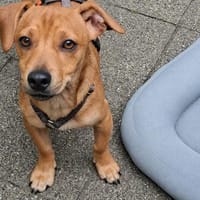 Bummy- kleiner Mann mit großem Herz, Hund zur Adoption