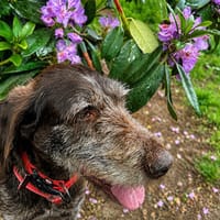 Wer gibt Barth Familienanschluss, Hund zur Adoption