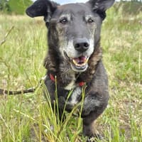 Horsti, Hund zur Adoption