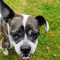 IZZY ♥ Unkompliziert & Lieb  in DE, Hündin zur Adoption