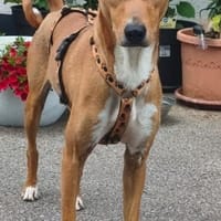 Enzo verschmust lieb sucht Familie, Hund zur Adoption
