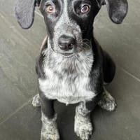 CHIBI, kleine Maus sucht großes Herz, Hündin zur Adoption
