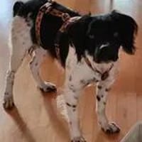 Boston wartet auf Pflegestelle, Hund zur Adoption