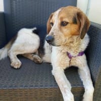 PIMPA 💜💜💜 sehr bindungsstark, Hündin zur Adoption