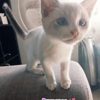 RAIPONSE CHATONNE croisé siamoise, chatte à adopter