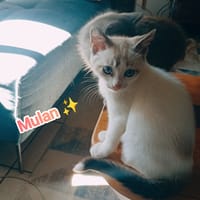 MULAN CHATONNE croisé siamoise, chatte à adopter
