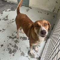 SOLANGE, chienne à adopter