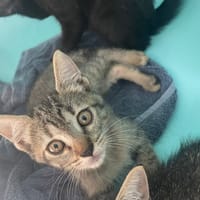 BARBOTTE, chatte à adopter