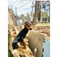 SALTO, chien à adopter