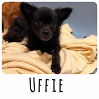 Uffie, chienne à adopter