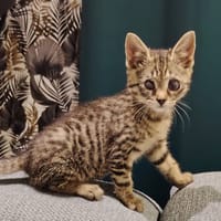 NYRA, chatte à adopter