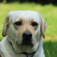 VERNYE, chienne à adopter