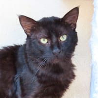 ROCK STAR PAB28800, chat à adopter