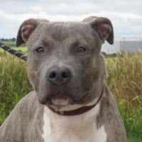 OSLO, chien à adopter