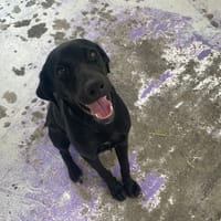 MARGOTTE, chienne à adopter